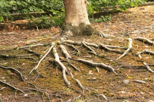 exposed-tree-roots-1430311-m