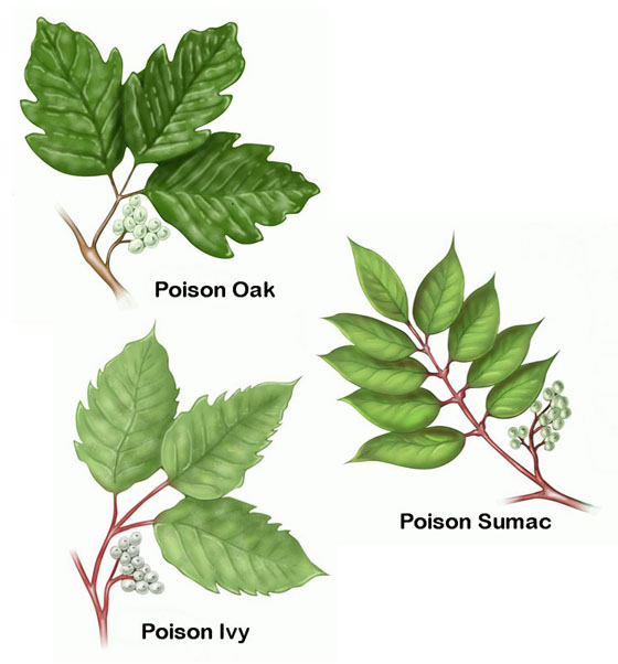 poison-ivy